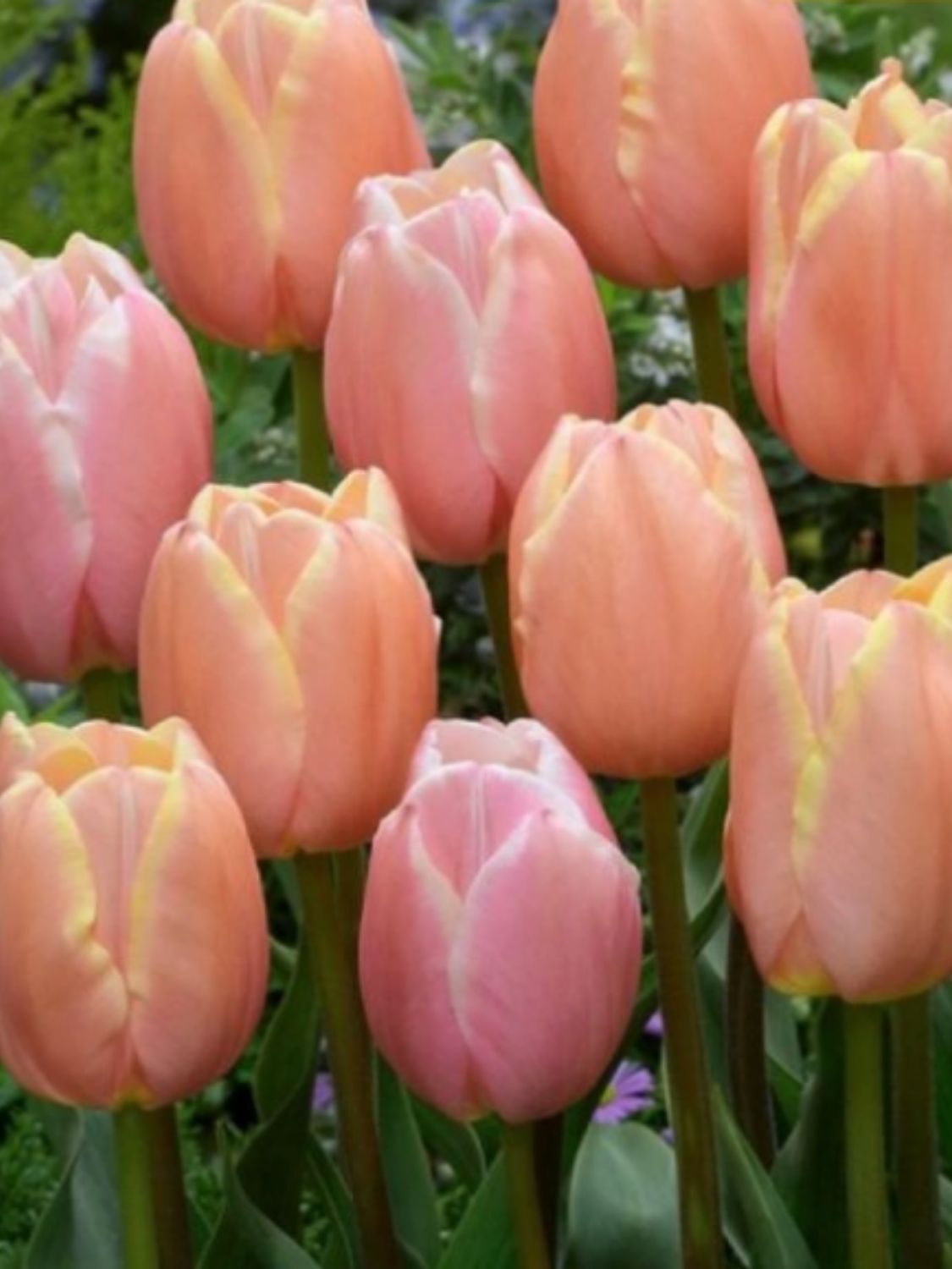 SALMON - PINK TULIP