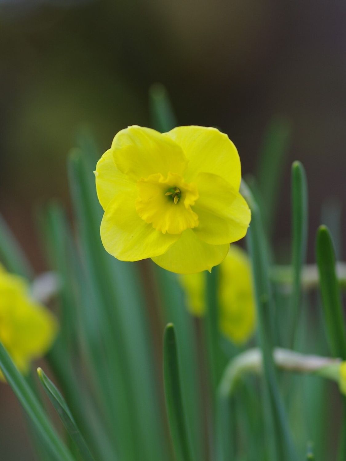 SUN DISC - GOLDEN DARCISSUS
