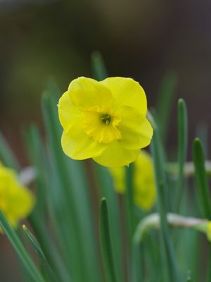 SUN DISC - GOLDEN DARCISSUS