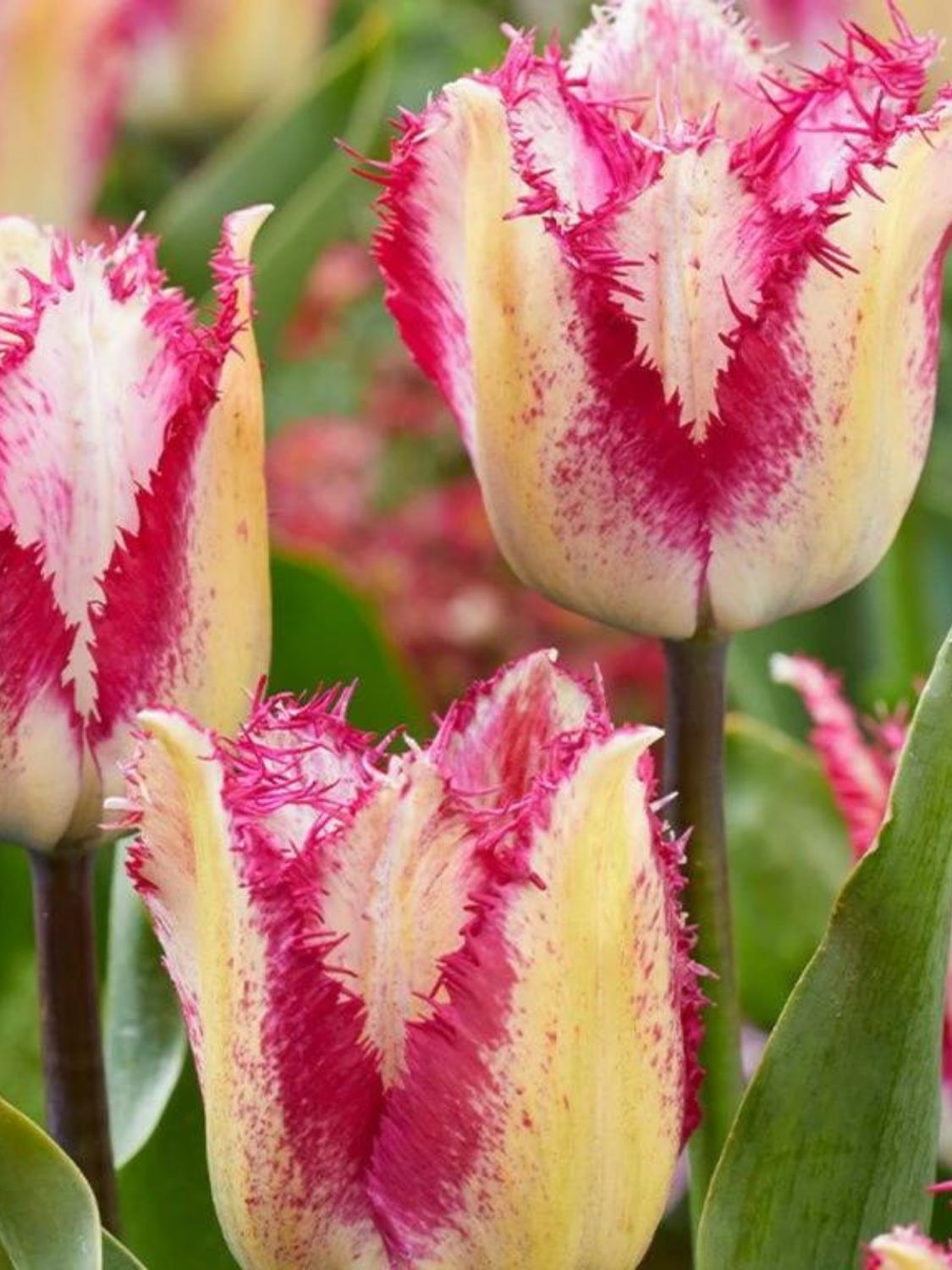 YASMINE - WHITE AND PURPLE TULIP