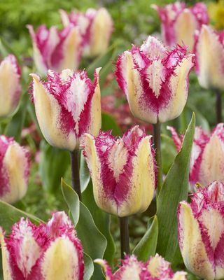 YASMINE - WHITE AND PURPLE TULIP