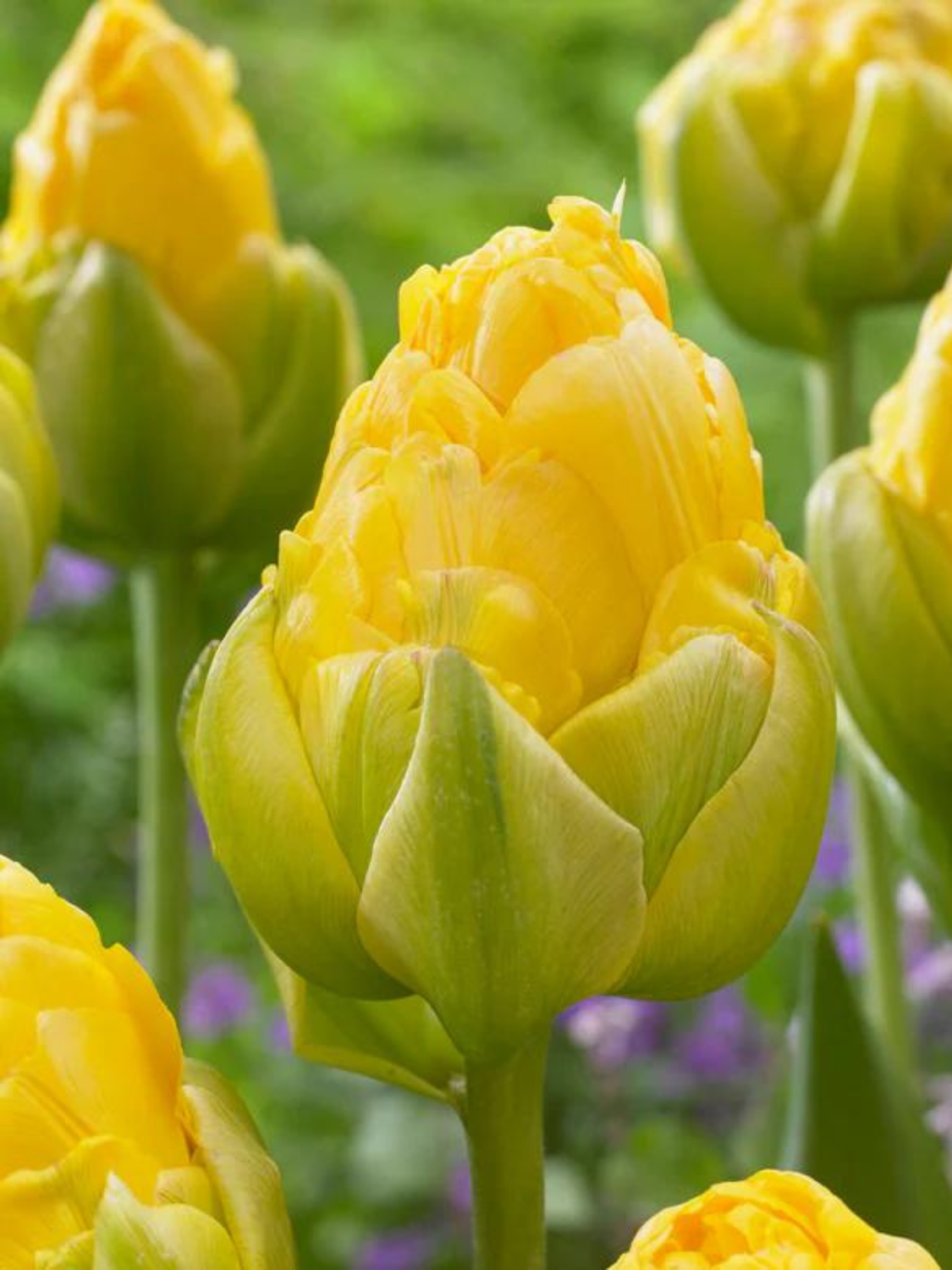 VANILLA - TULIPA GALBENĂ VANILLA - TULIPA GALBENĂ