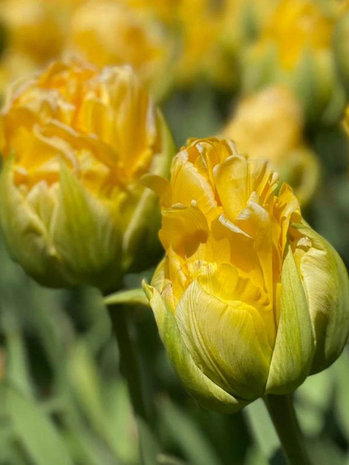 VANILLA - YELLOW TULIP