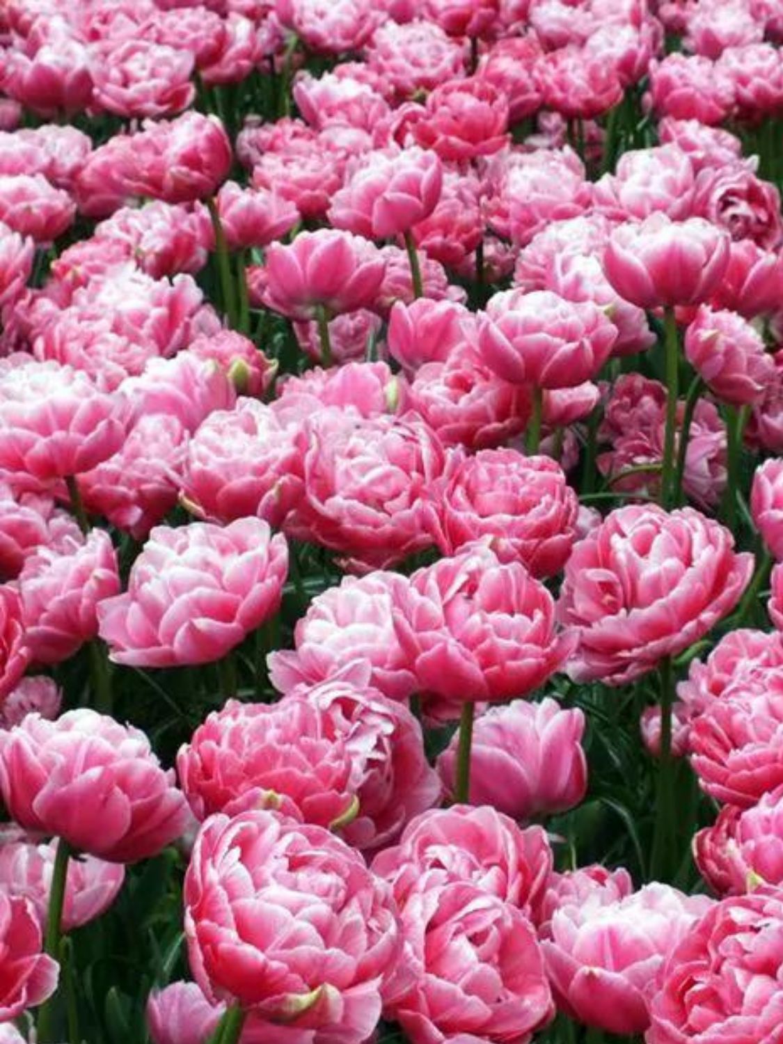 AVEYRON - PINK TULIP