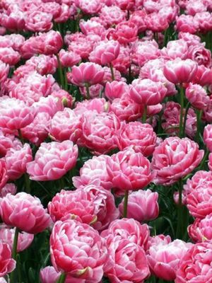 AVEYRON - ROSA TULPE