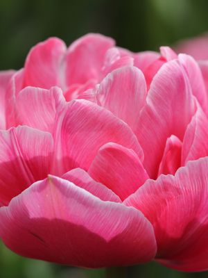 COLUMBUS - PINK PEONY TULIP