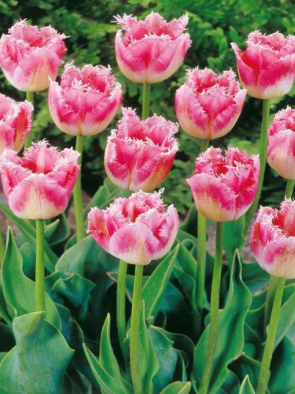 FANCY FRILLS - PINK TULIP