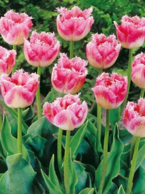 FANCY FRILLS - TULIPA ROZ