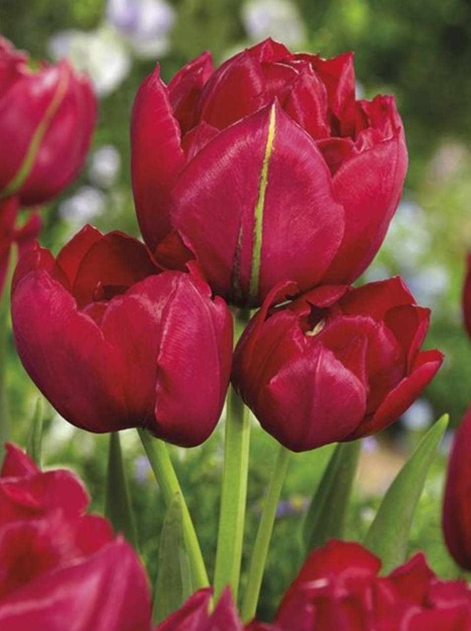 ESTATIC - TULIPA ROȘIE ESTATIC - TULIPA ROȘIE