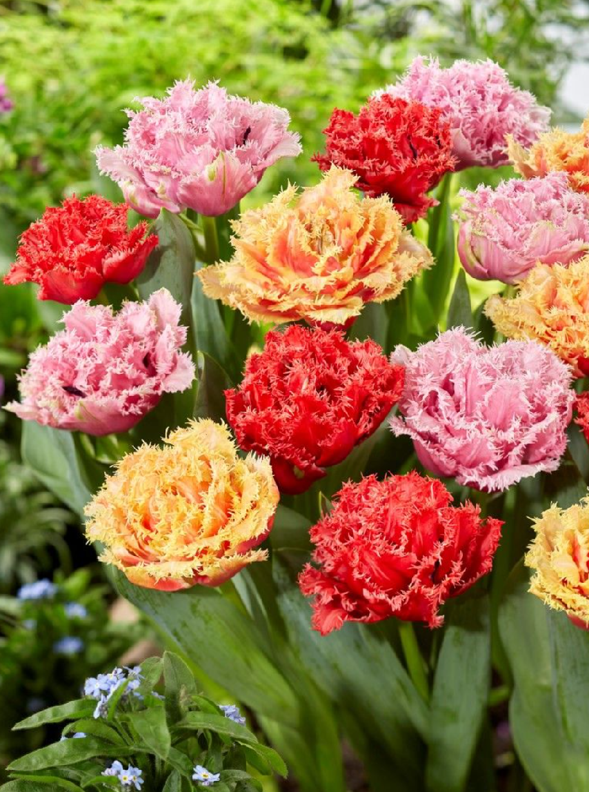DOUBLE FROSTED MIX - TULIPS