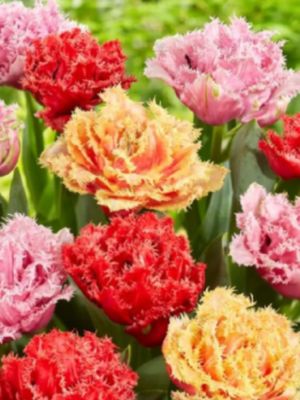 DOUBLE FROSTED MIX – TULIPÁNOK