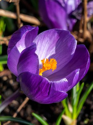 FLOWER RECORD - DARK PURPLE CROCUS