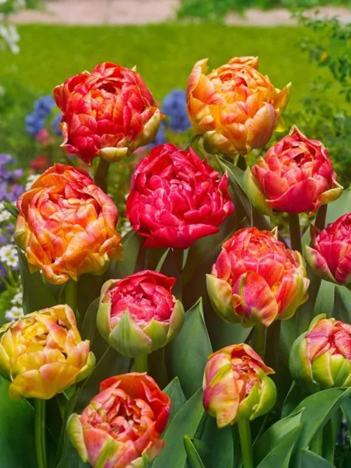 GUDOSHNIK - RED AND YELLOW TULIP