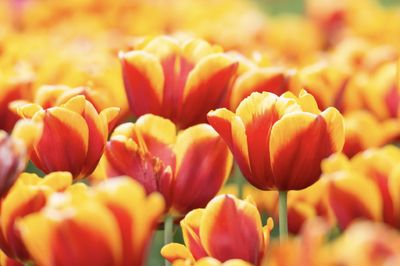 JAN SEIGNETTE - THE FIRE TULIPE