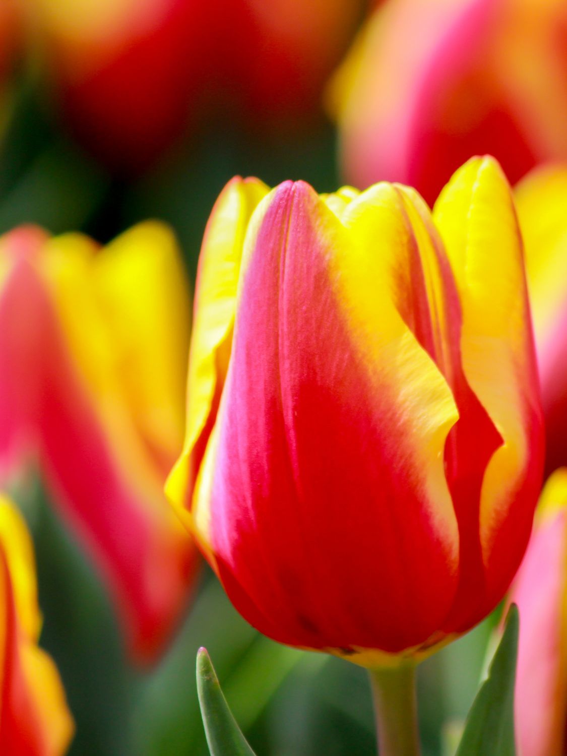 JAN SEIGNETTE - THE FIRE TULIPE