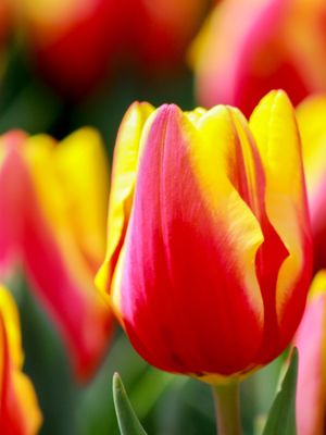 JAN SEIGNETTE - TULIPA DE FOC