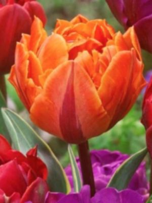 DOUBLE MIX - TULIPS