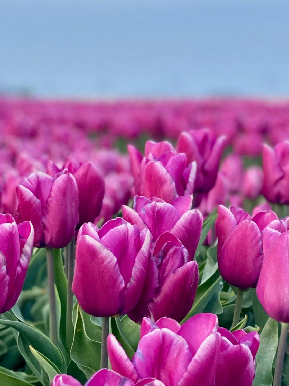 PURPLE PRINCE - PURPLE TULIP