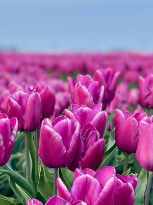 PURPLE PRINCE - TULIPA VIOLET