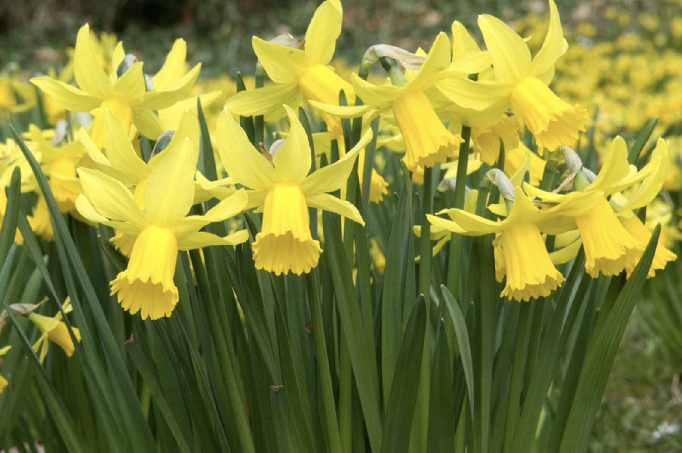 TETE TETE - YELLOW Daffodil