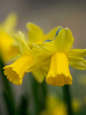 TETE TETE - YELLOW Daffodil