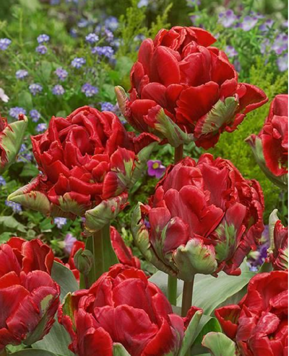 ROCOCO - TULIPA ROȘIE ROCOCO - TULIPA ROȘIE