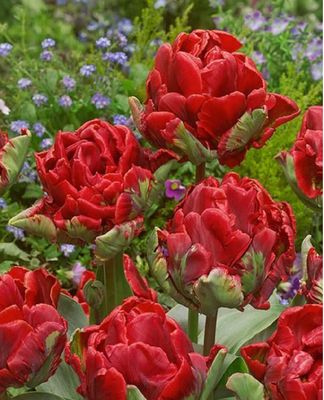 ROCOCO - RED TULIP ROCOCO - RED TULIP