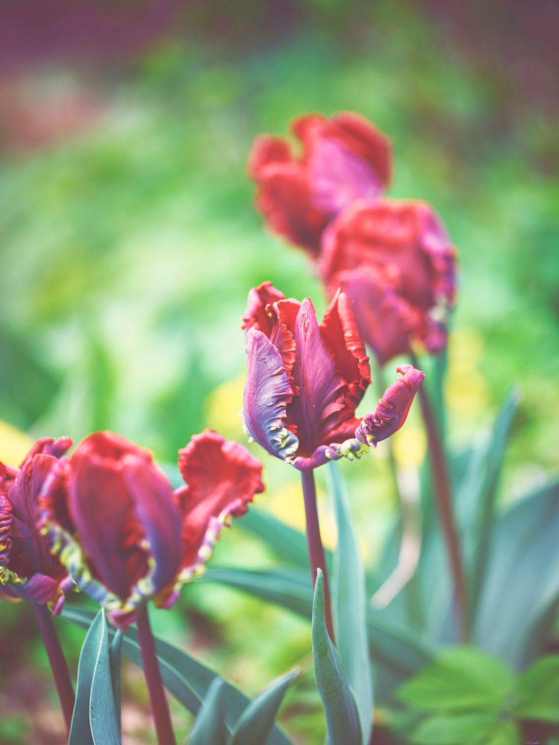 ROCOCO - RED TULIP