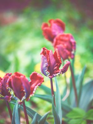 ROCOCO - RED TULIP