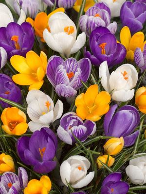 MIX - COLORFUL CROCUS MIX - COLORFUL CROCUS