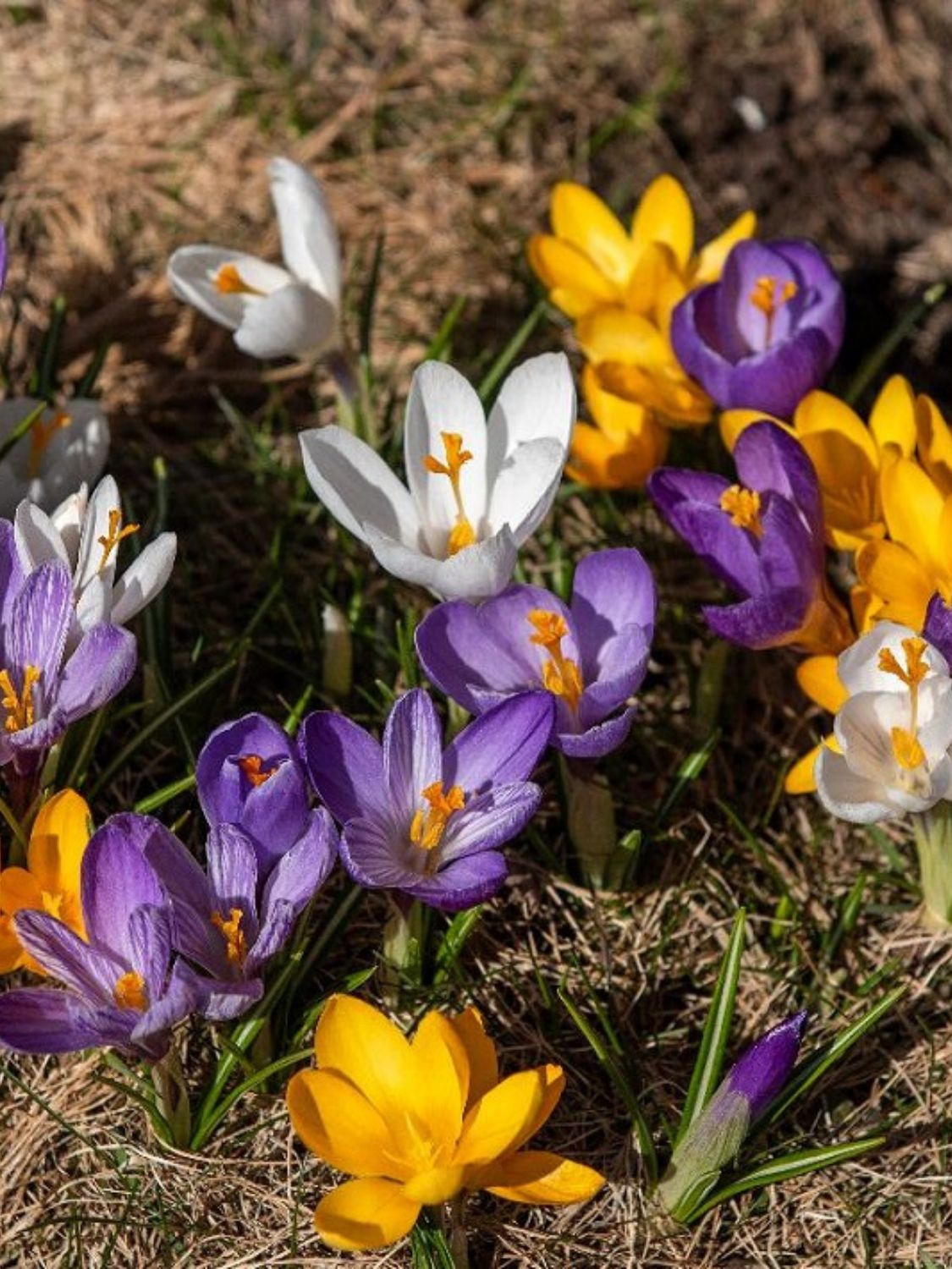 MIX - COLORFUL CROCUS