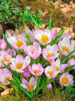 SIEBERI - WHITE AND PINK CROCUS