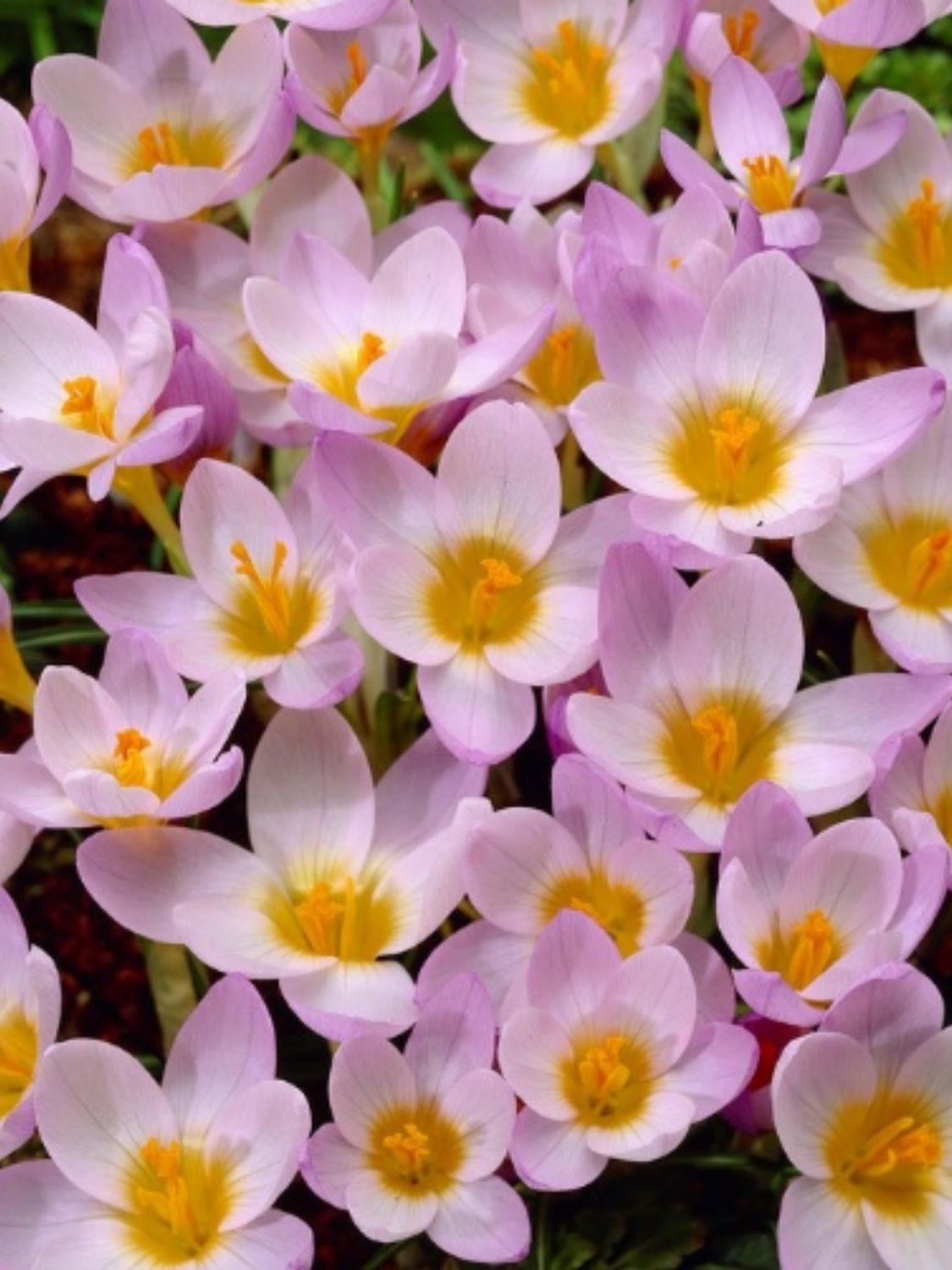 SIEBERI - WHITE AND PINK CROCUS