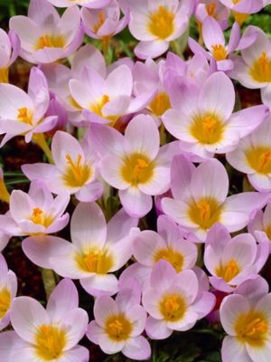 SIEBERI - WHITE AND PINK CROCUS