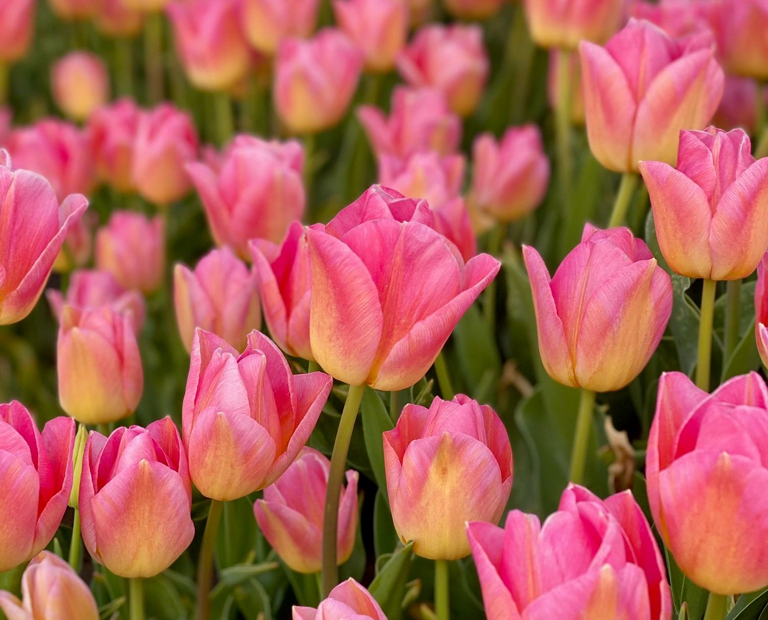 TOM POUCE - TULIPA ROZ TOM POUCE - TULIPA ROZ