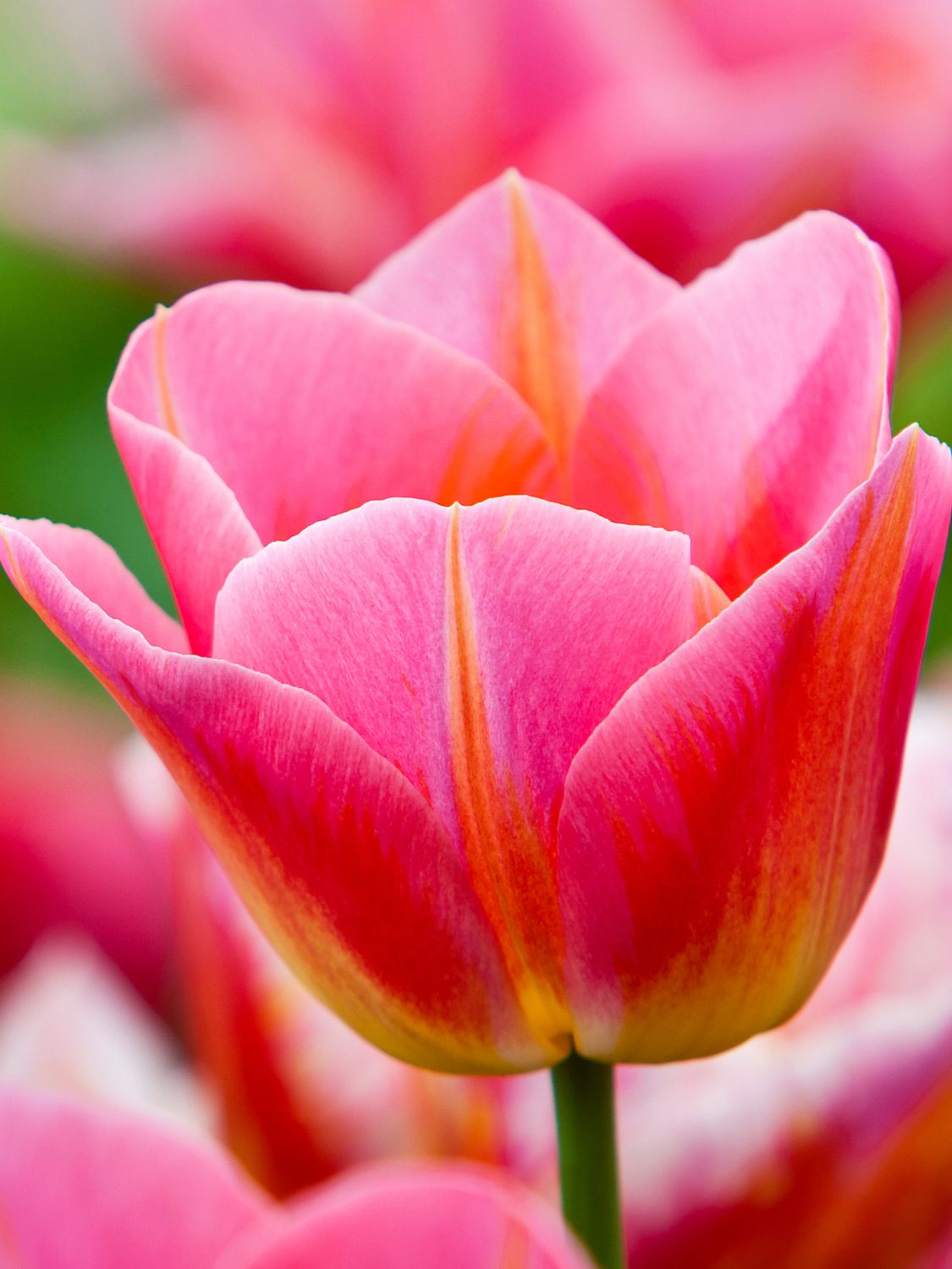 TOM POUCE - PINK TULIP