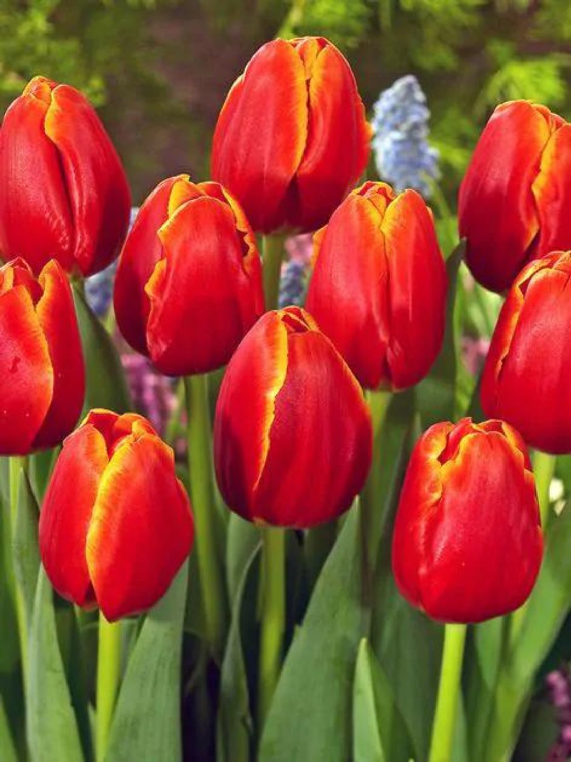 VERANDI - RED TULIP