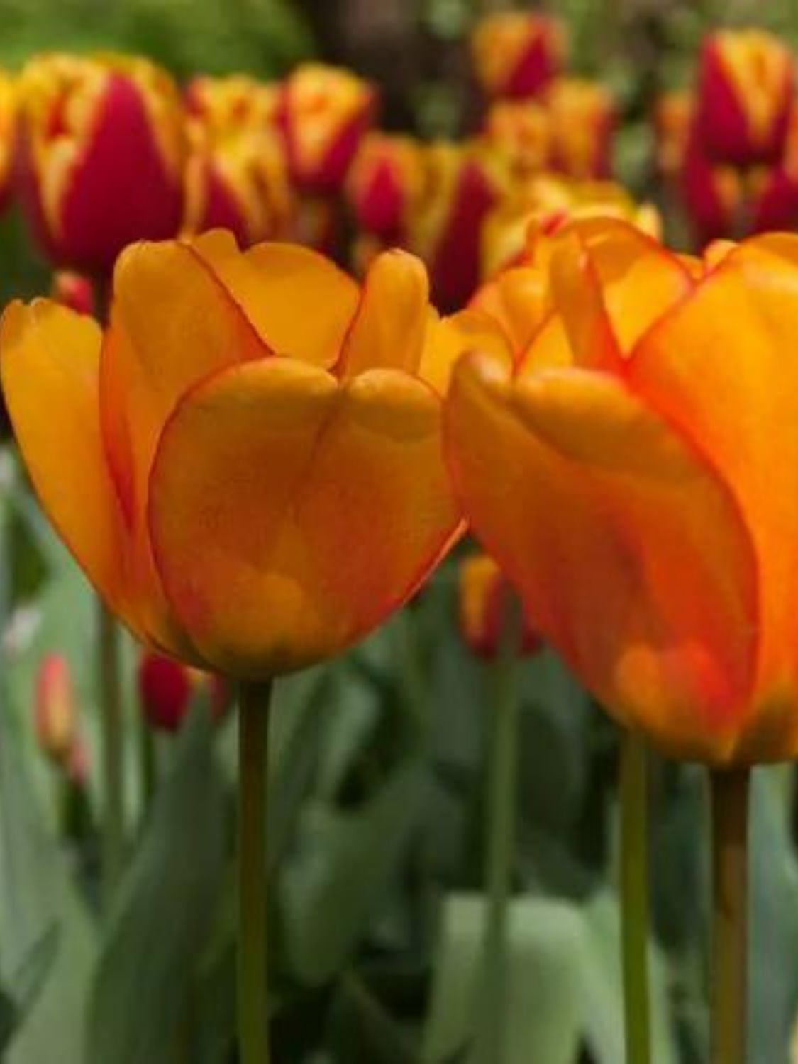 BLUSHING APELDOORN - STRIPED TULIP