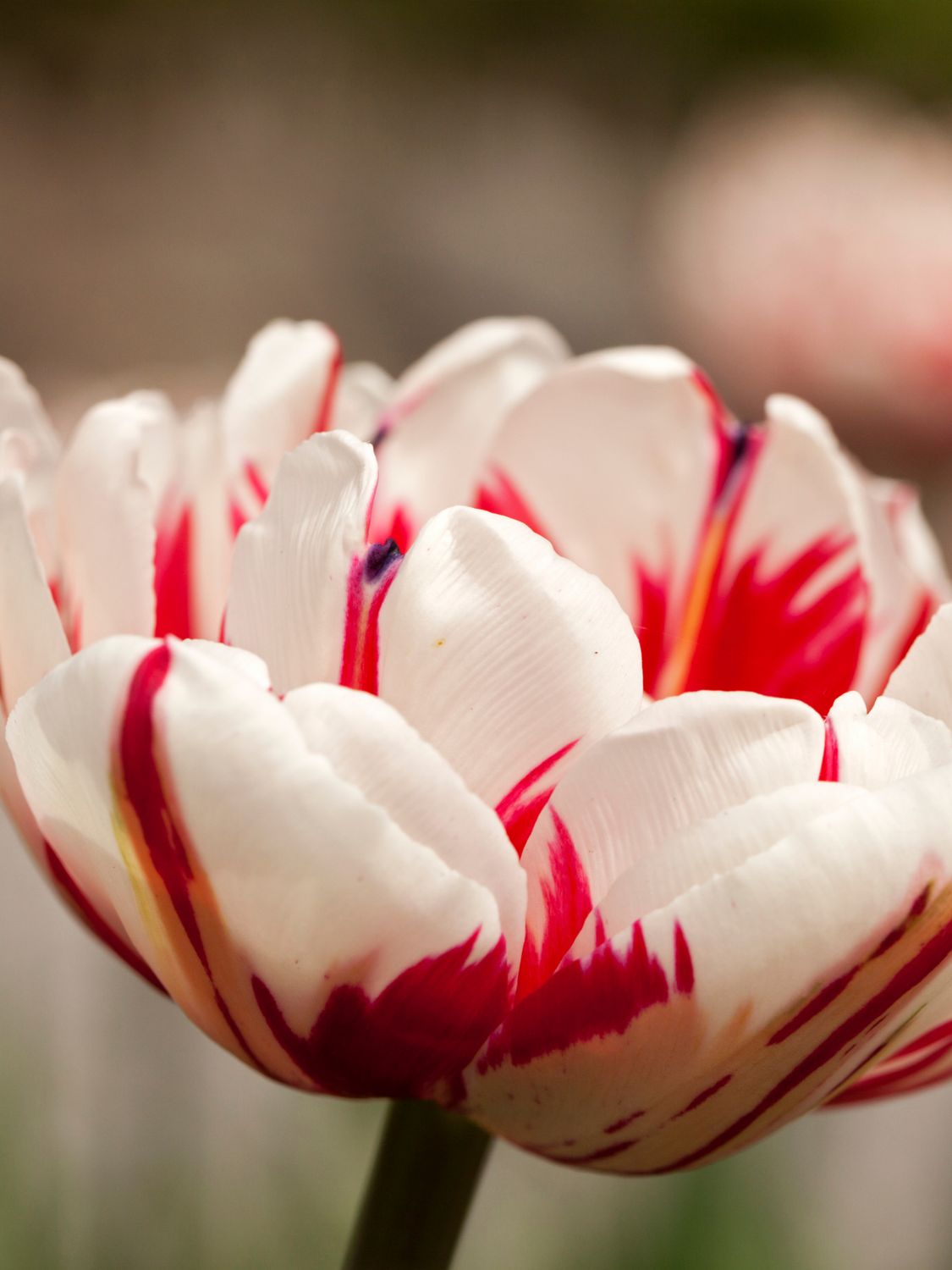 CARNEVAL DE NICE - WHITE AND RED TULIP