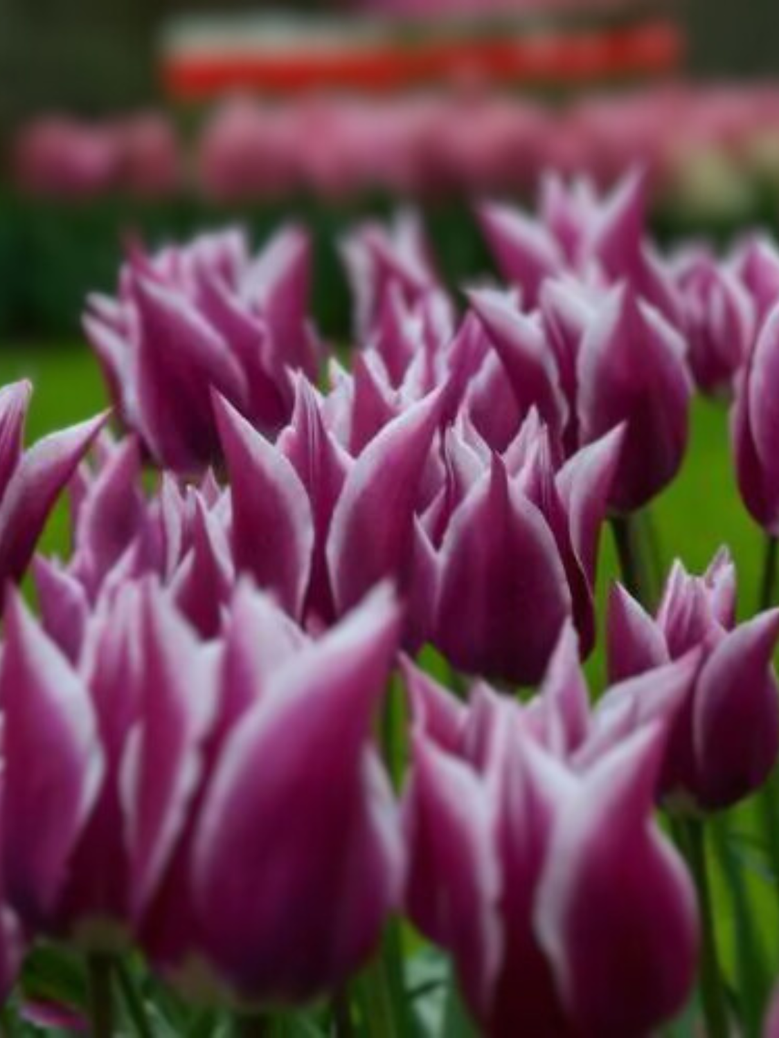 CLAUDIA - PURPLE AND WHITE TULIP