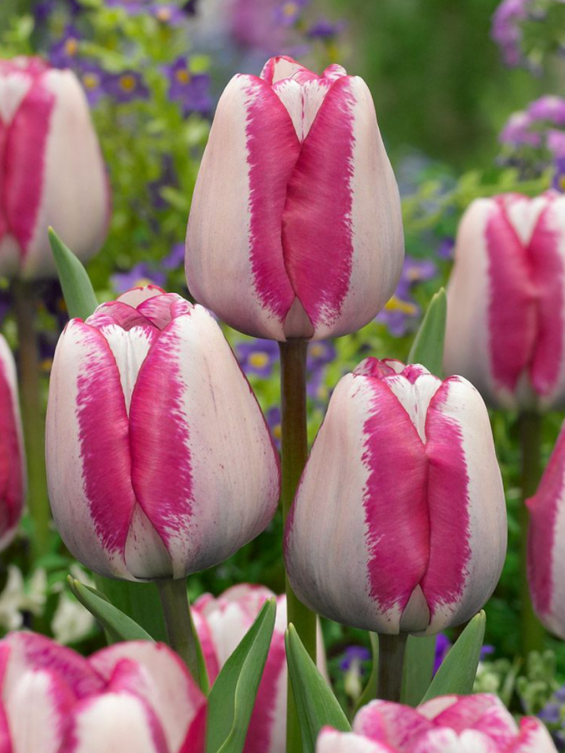 HOTPANTS - WHITE AND PURPLE TULIP