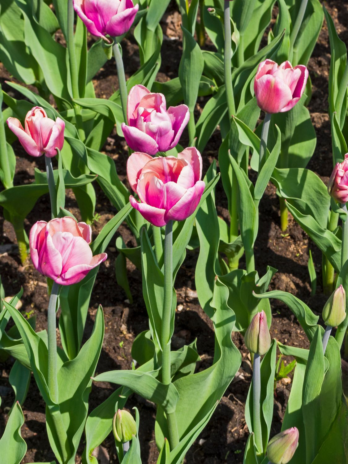 HOTPANTS - WHITE AND PURPLE TULIP