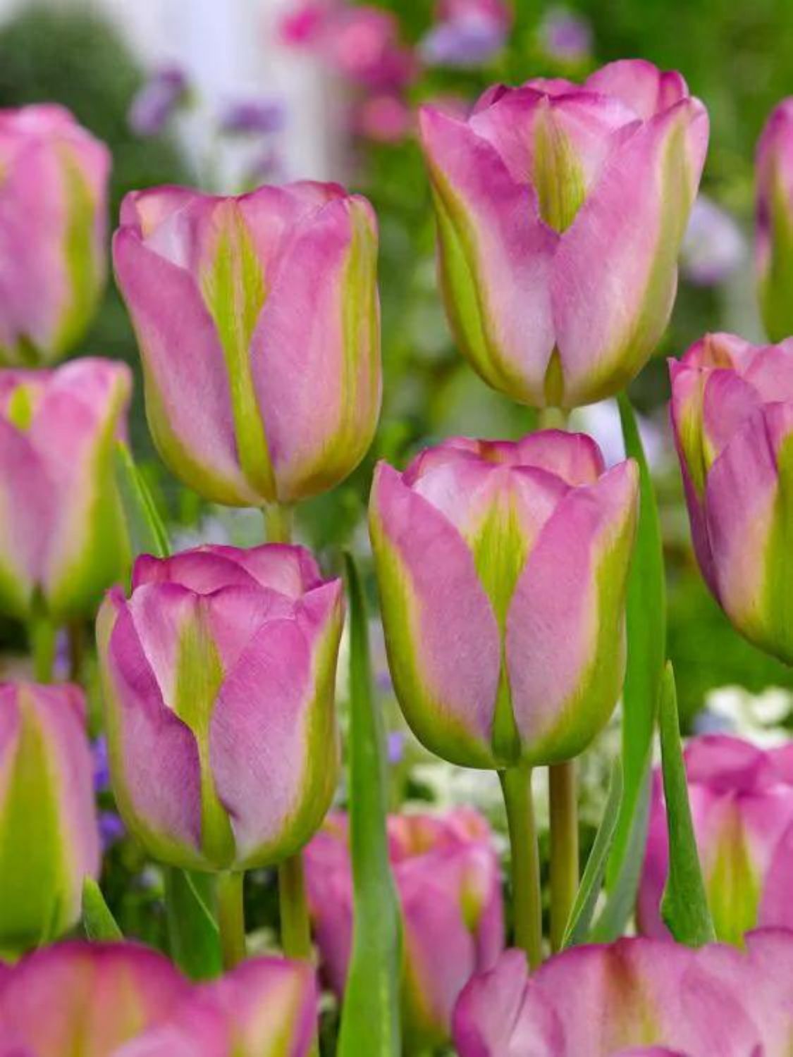 GROENLAND - GREEN AND PINK TULIP