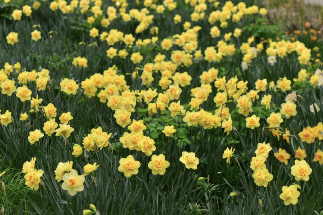 DUTCH MASTER - YELLOW Daffodil