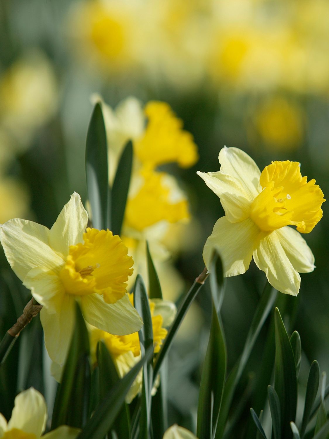 DUTCH MASTER - YELLOW Daffodil