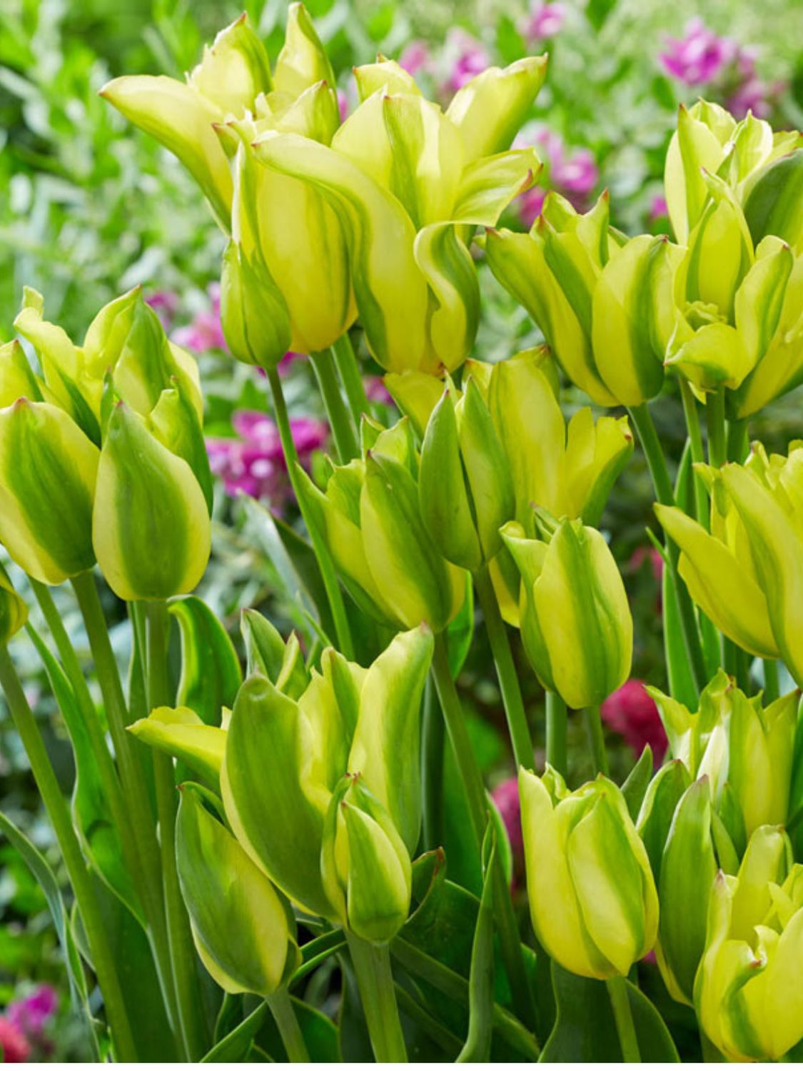 FORMOSA - GREEN AND YELLOW TULIP