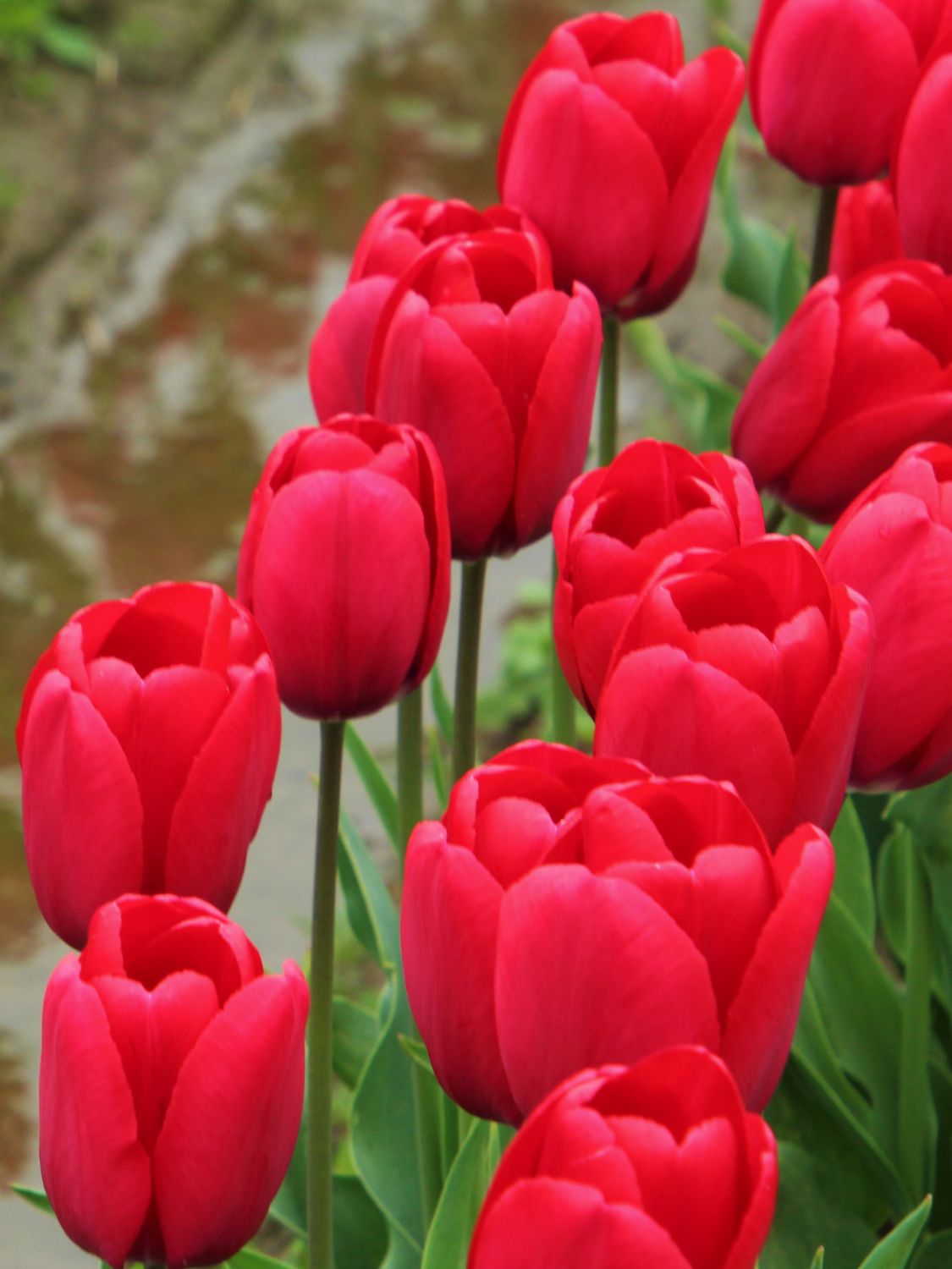 ILE DE FRANCE - RED TULIP
