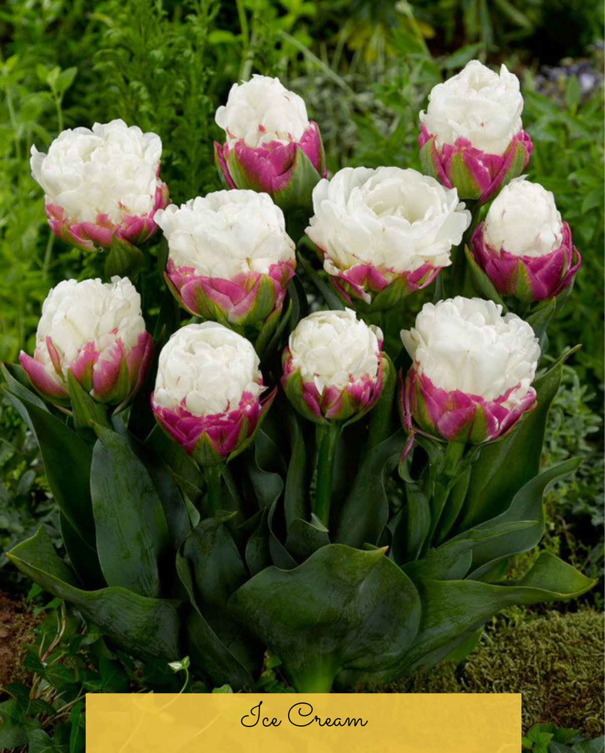 ICE CREAM - PINK AND WHITE TULIP
