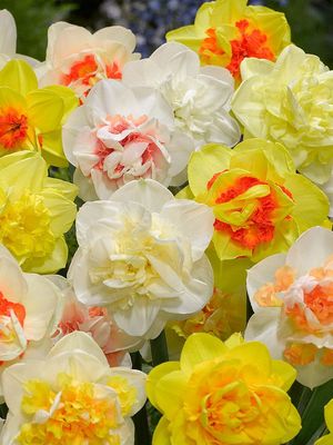 MIX - DOUBLE SKIS MIX - DOUBLE SKIS