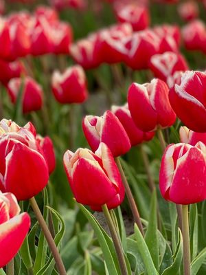 LEEN VAN DER MARK - TULIPA ROȘIE-ALBĂ
